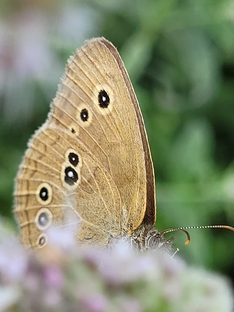Aphantopus hyperanthus - közönséges ökörszemlepke