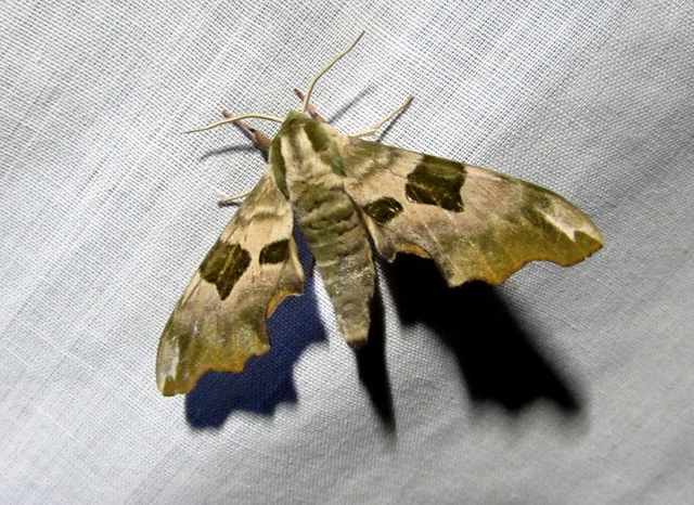 Mimas tiliae - hársfaszender
