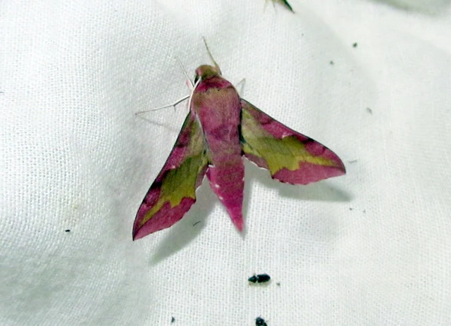 Deilephila porcellus - piros szender