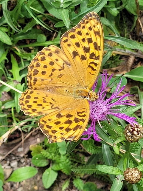 Argynnis paphia - nagy gyöngyházlepke