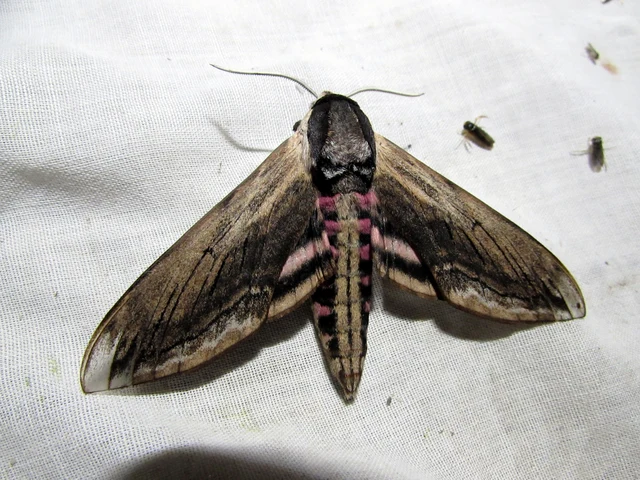Sphinx ligustri - fagyalszender