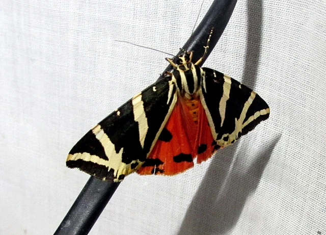 Euplagia quadripunctaria - csíkos medvelepke