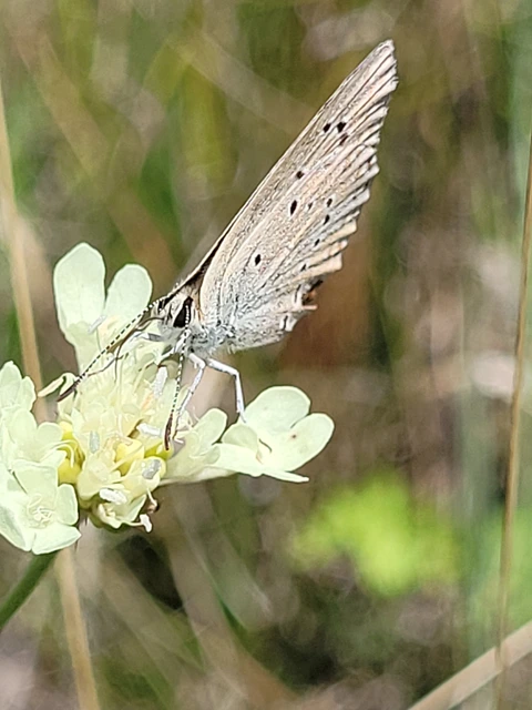 Polyommatus admetus - bundás boglárka