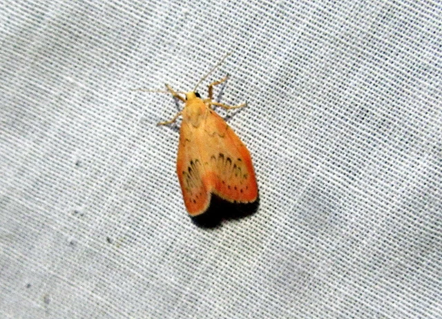 Miltochrista miniata - piros medvelepke