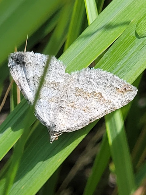 Scotopteryx bipunctaria - lóhere-araszoló