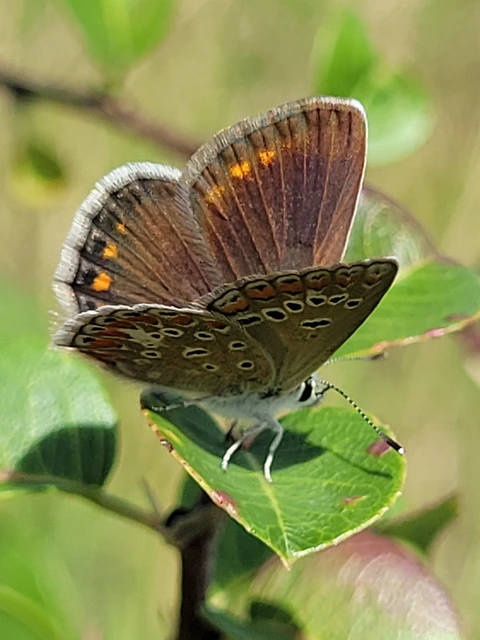 Polyommatus thersites - ibolyaszín boglárka