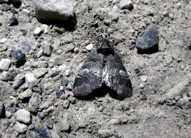 Drymonia querna - tölgyfa-púposszövő