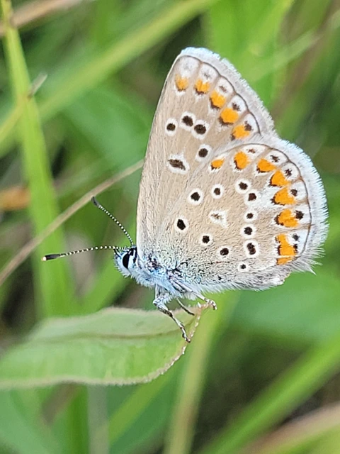 Polyommatus thersites - ibolyaszín boglárka