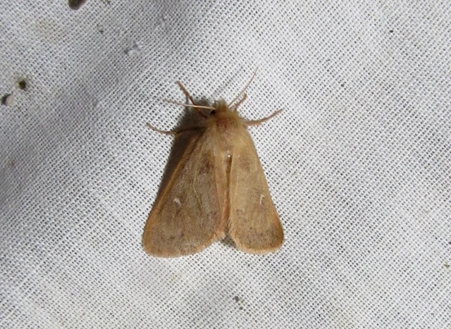 Ocneria rubea - rőt gyapjaslepke