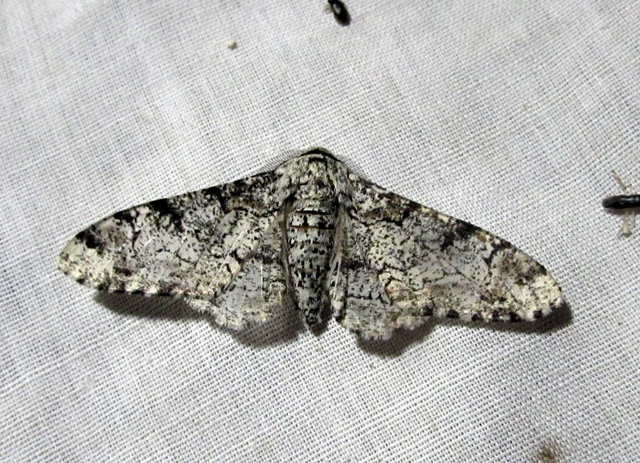 Biston betularia - szürkepettyes araszoló