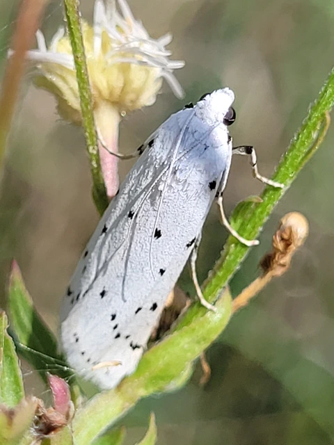 Myelois circumvoluta - pettyes karcsúmoly