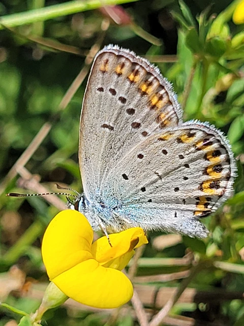 Plebejus argyrognomon - tintakék boglárka