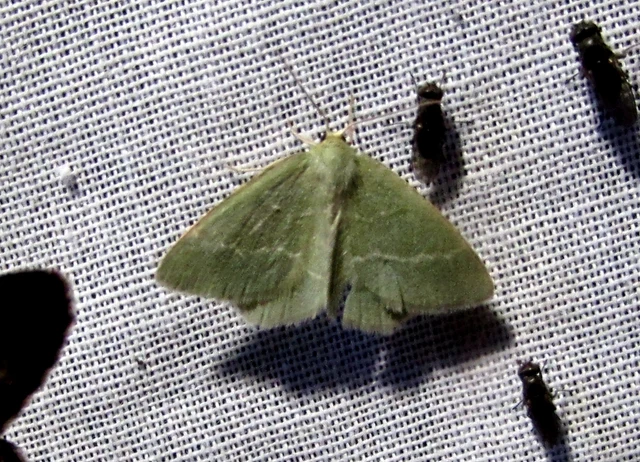 Chlorissa cloraria - sárgászöld araszoló