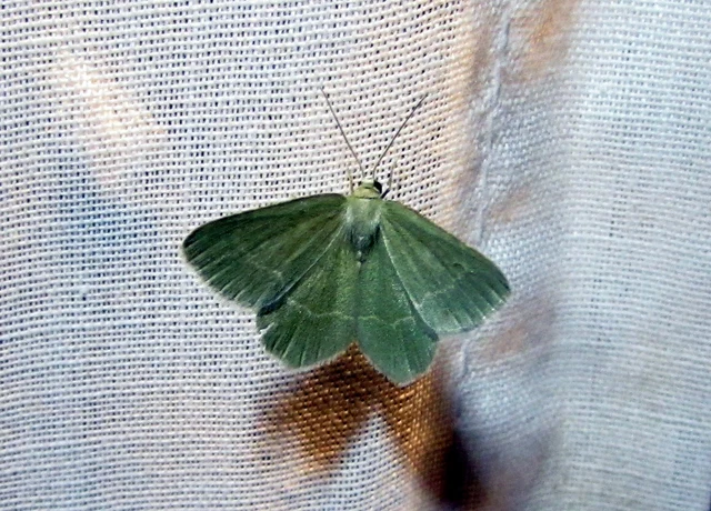 Chlorissa cloraria - sárgászöld araszoló
