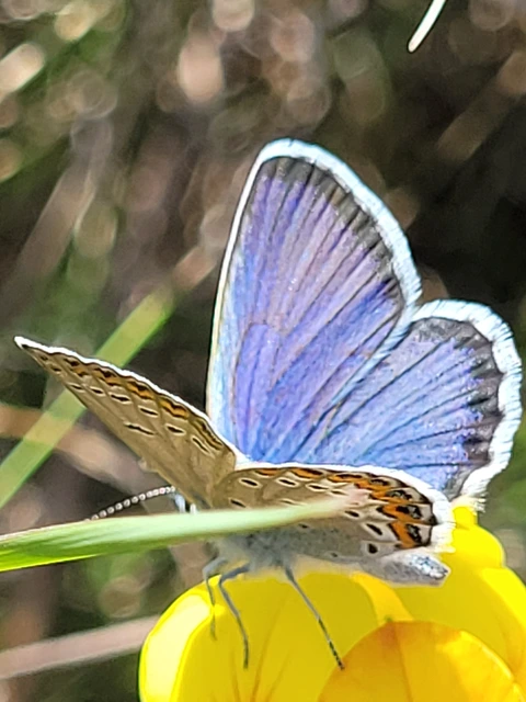 Plebejus idas - északi boglárka