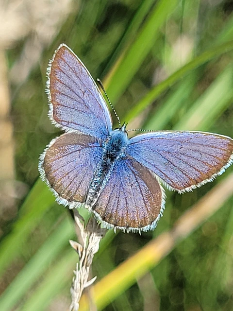 Plebejus idas - északi boglárka