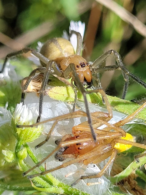 Cheiracanthium punctorium - mérges dajkapók