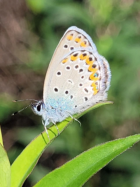 Plebejus argyrognomon - tintakék boglárka