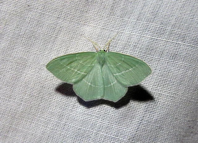 Hemistola chrysoprasaria - kékes zöldaraszoló