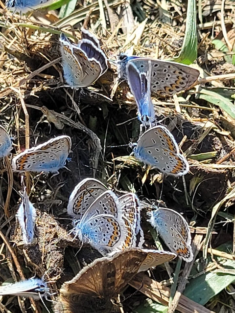Plebejus argyrognomon - tintakék boglárka