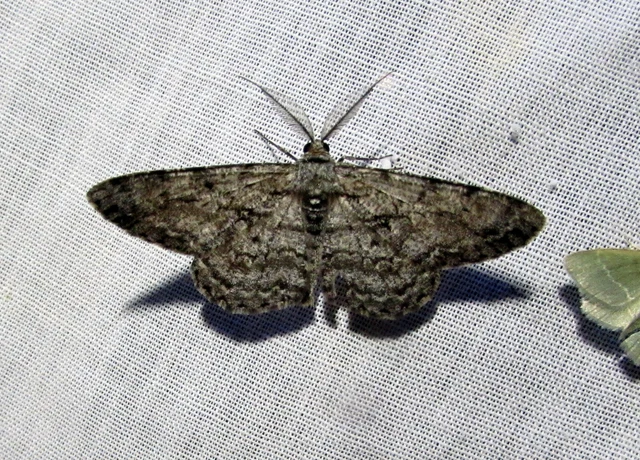 Hypomecis roboraria - nagy tölgyfaaraszoló