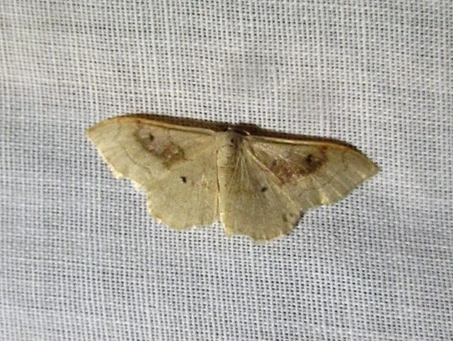 Idaea rubraria - vörössávos araszoló