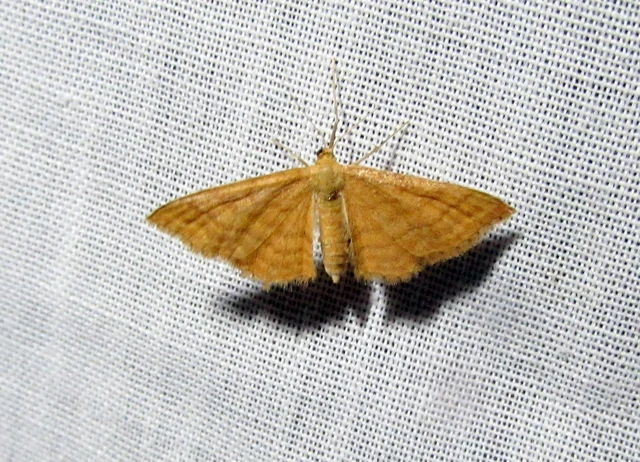 Idaea ochrata - okkerszínű sávosaraszoló