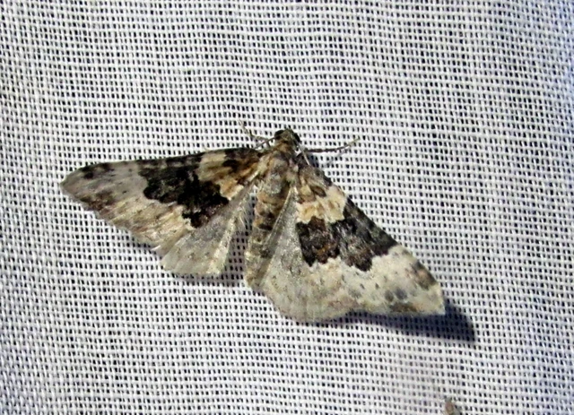 Epirrhoe galiata - sávos galajaraszoló