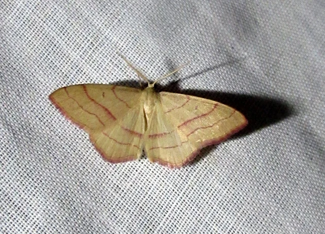 Rhodostrophia vibicaria - pirosszélű araszoló