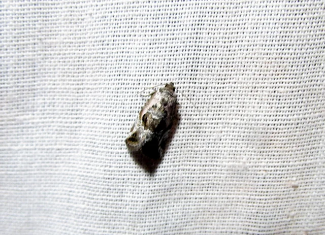 Hapalotis venustula - rózsaszínű mázasbagoly