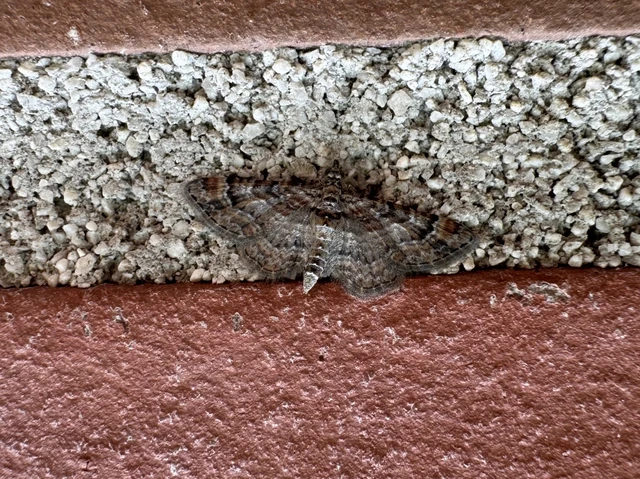 Gymnoscelis rufifasciata - vöröscsíkos törpearaszoló
