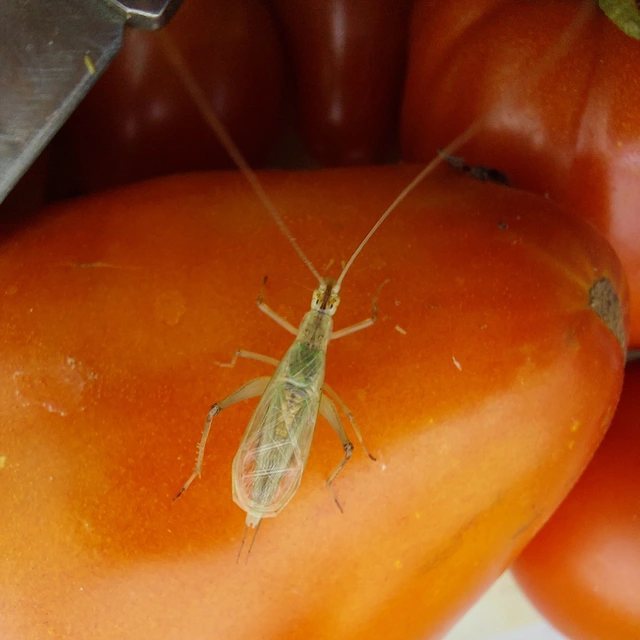 Oecanthus pellucens - pirregőtücsök