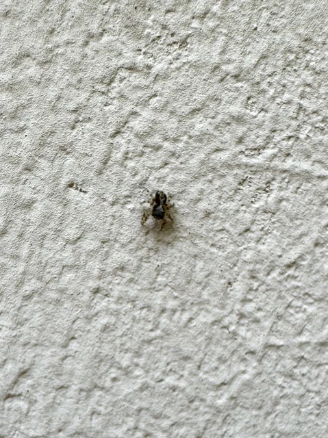 Salticidae - ugrópókok