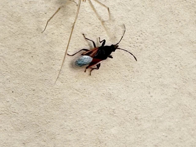 Oxycarenus lavaterae - hársbodobács