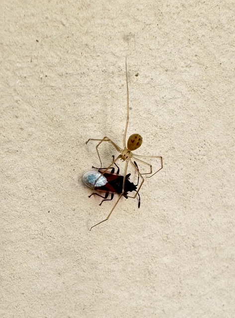 Spermophora senoculata - sápadt kis-álkaszáspók