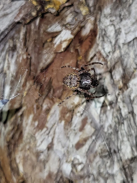 Nuctenea umbratica - közönséges rés-keresztespók