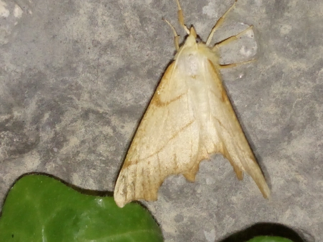 Ennomos erosaria - hársfa-levélaraszoló