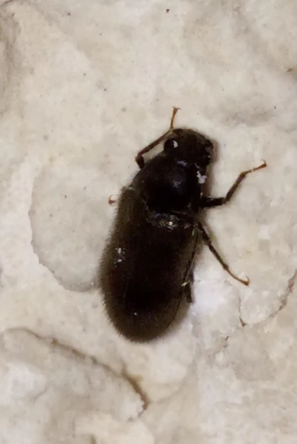 Dryopidae - fülescsápúbogár-félék