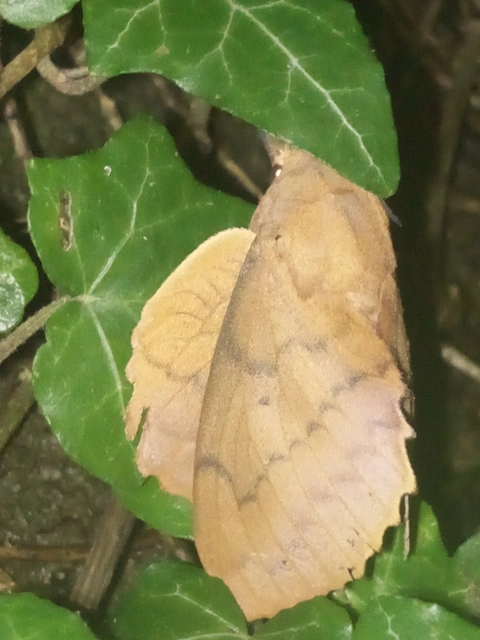 Gastropacha quercifolia - tölgylevélpohók
