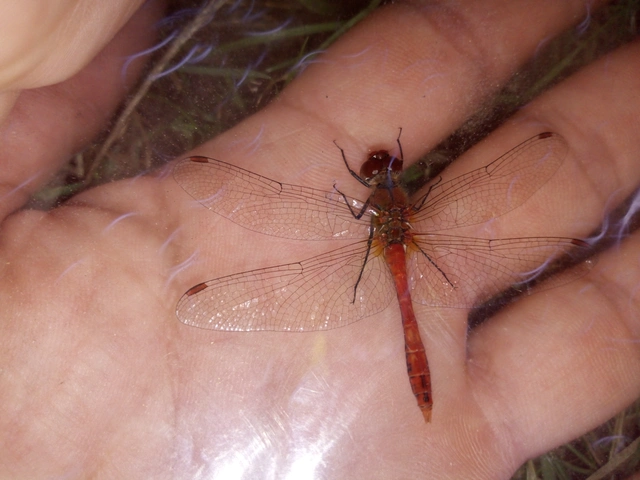 Sympetrum sanguineum - vörös katona-szitakötő