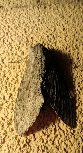 Agrius convolvuli - szulákszender