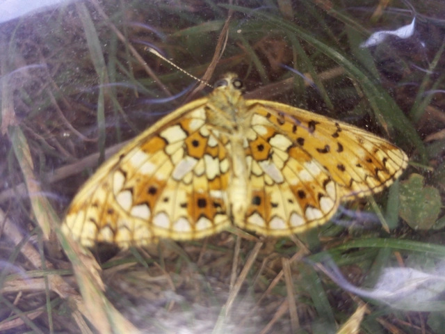 Boloria selene - fakó gyöngyházlepke