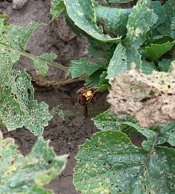 Vespa crabro - lódarázs