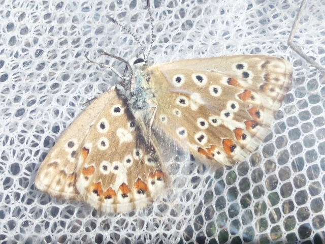 Polyommatus coridon - ezüstkék boglárka