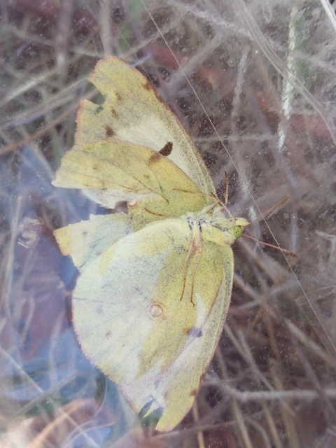 Colias hyale - kéneslepke