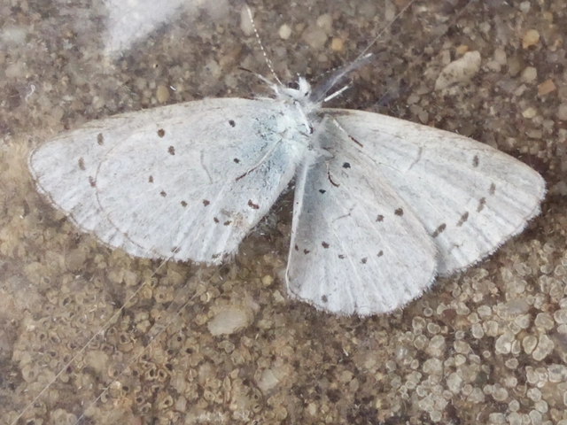 Celastrina argiolus - bengeboglárka