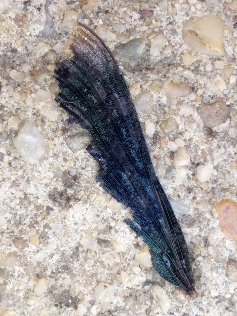 Calopteryx virgo - kisasszony-szitakötő