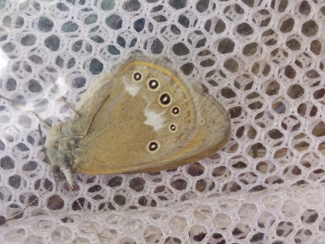 Coenonympha glycerion - közönséges szénalepke