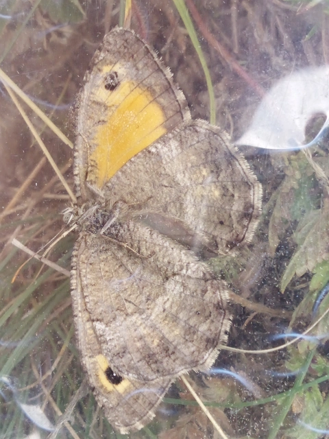 Arethusana arethusa - közönséges szemeslepke