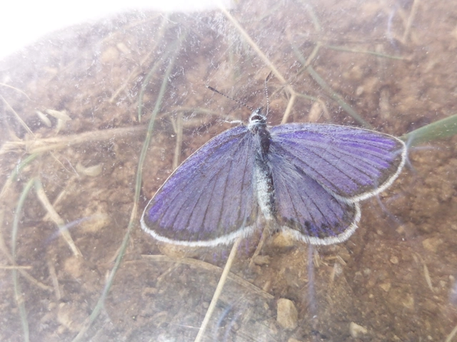 Plebejus argyrognomon - tintakék boglárka
